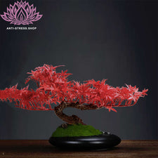 Bonsaï érable du Japon